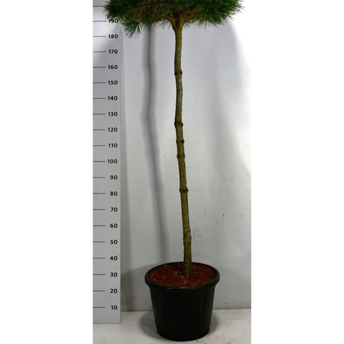 Svarttall – Pinus nigra 'Pierrick Brégeon' - 150 CM Stem Cont.